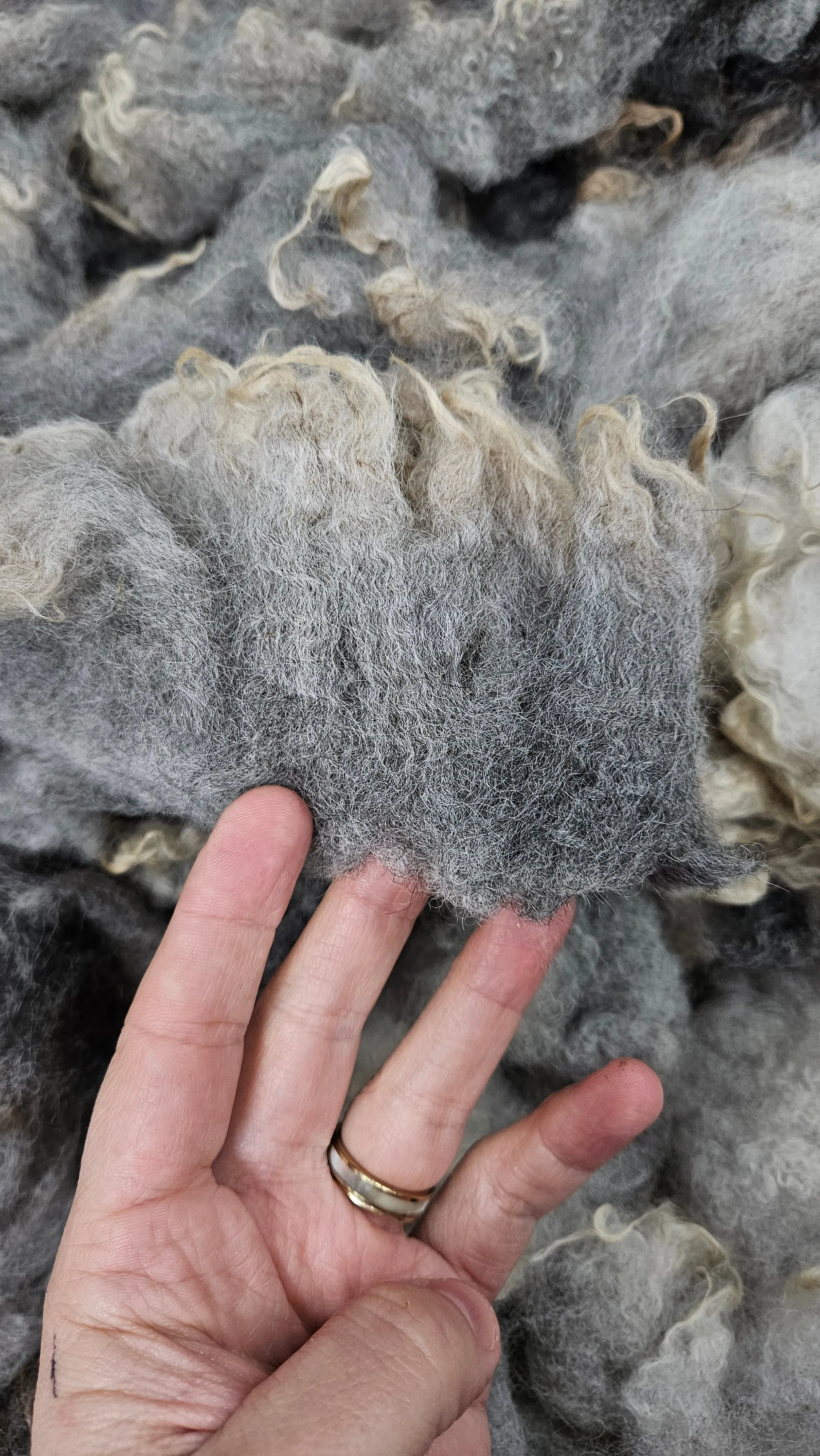 SHETLAND - Rare Breed SE2SE Washed Fleece Locks Natural Brown Ivory Morrit - 4 oz