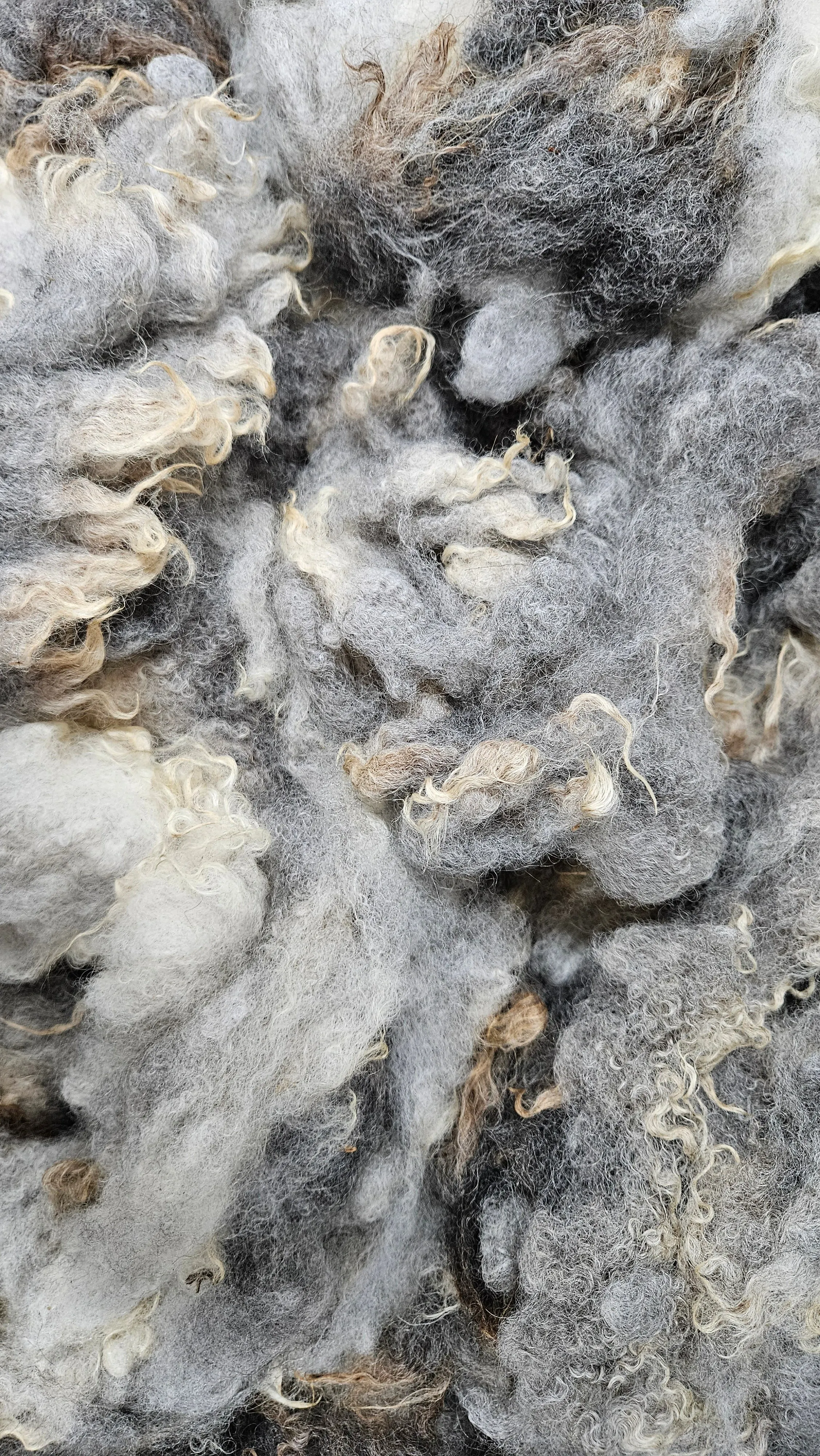 SHETLAND - Rare Breed SE2SE Washed Fleece Locks Natural Brown Ivory Morrit - 4 oz